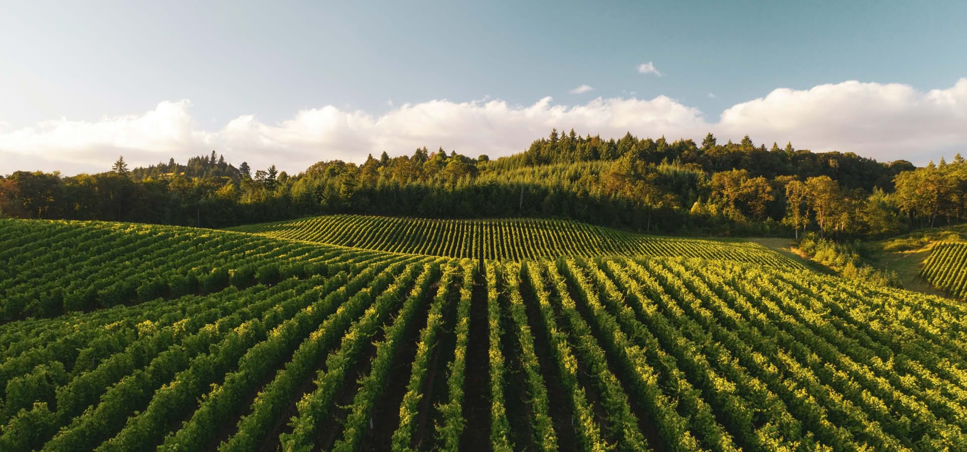 Immagine - 77ffba7e-75a8-49e7-b406-fd553dd888de