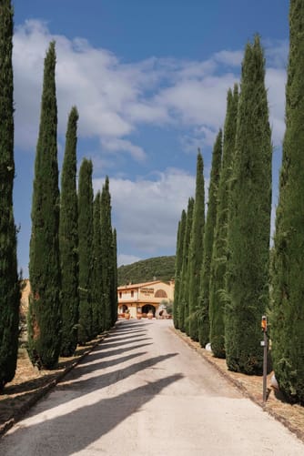 Allee mit Bäumen am Eingang des Casolare Terre Rosse